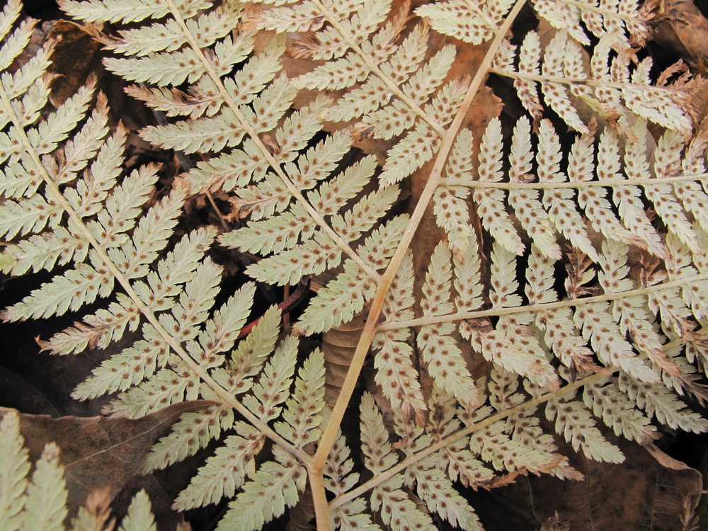 Изображение особи Athyrium monomachii.