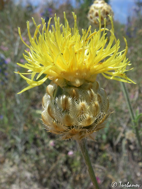 Image of Centaurea orientalis specimen.
