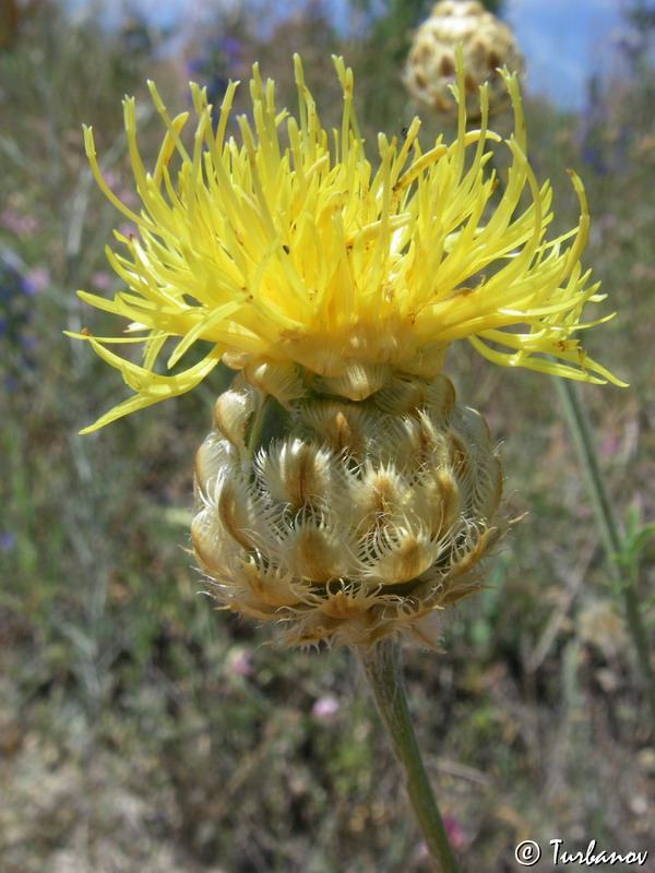 Изображение особи Centaurea orientalis.