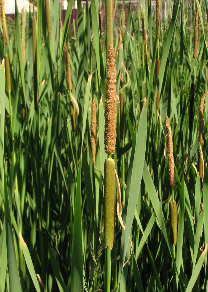 Image of Typha &times; glauca specimen.