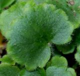 Saxifraga rotundifolia. Лист. Германия, г. Дюссельдорф, Ботанический сад университета. 14.08.2013.