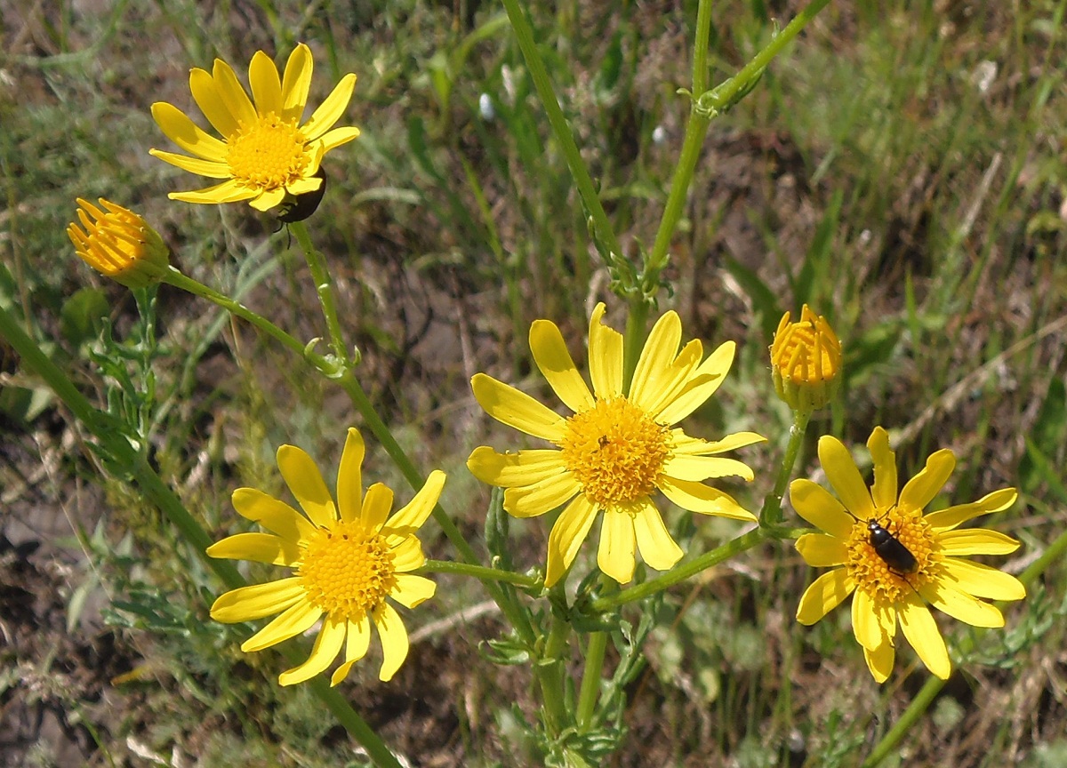 Изображение особи Senecio borysthenicus.