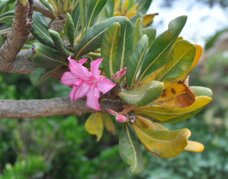 Image of Adenium obesum ssp. socotranum specimen.