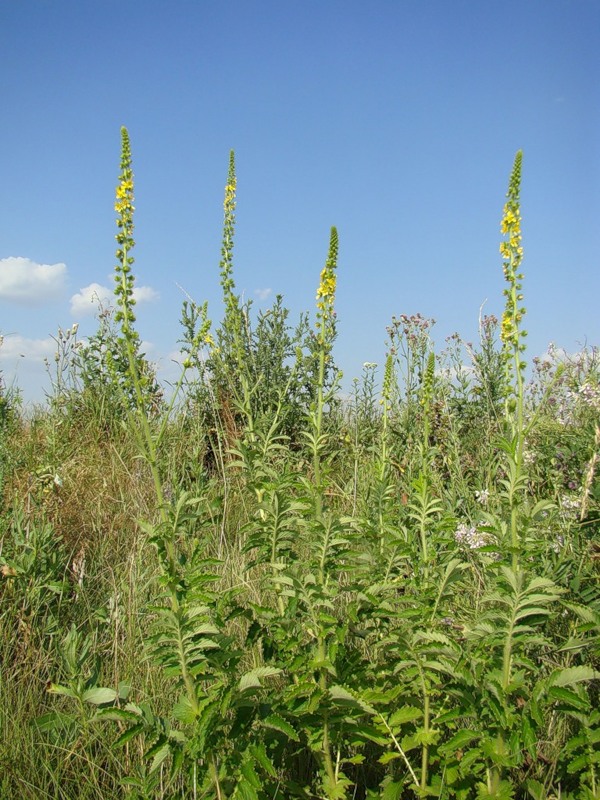 Image of Agrimonia asiatica specimen.