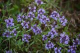 genus Thymus