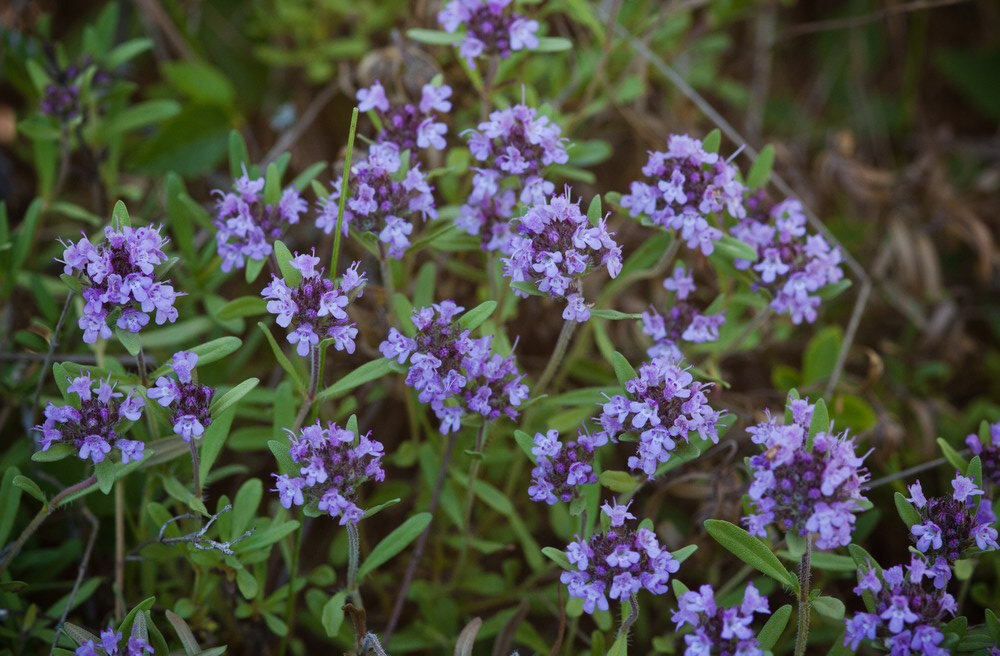 Image of genus Thymus specimen.