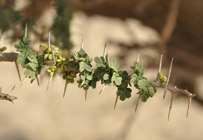 Image of Vachellia oerfota var. brevifolia specimen.