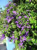 Lycianthes rantonnetii. Цветущее растение. Израиль, г. Беэр-Шева, городское озеленение. 14.02.2014.