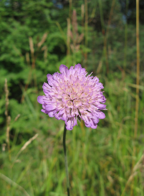 Изображение особи Knautia arvensis.