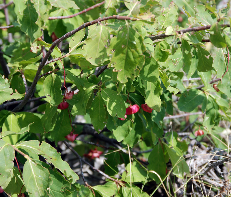 Изображение особи Euonymus latifolius.