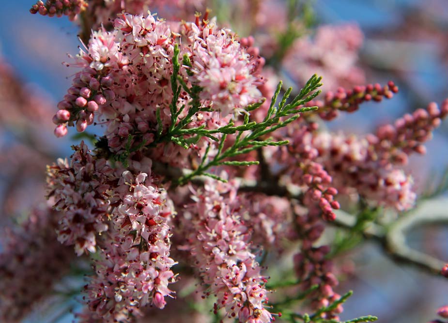 Image of Tamarix hampeana specimen.