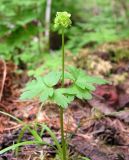 Adoxa moschatellina. Цветущее растение. Хабаровский край, Ванинский р-н, окр. пос. Высокогорный. 08.06.2013.