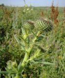 Cirsium serrulatum