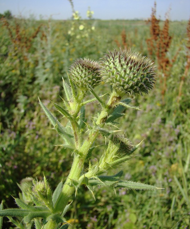 Image of Cirsium serrulatum specimen.