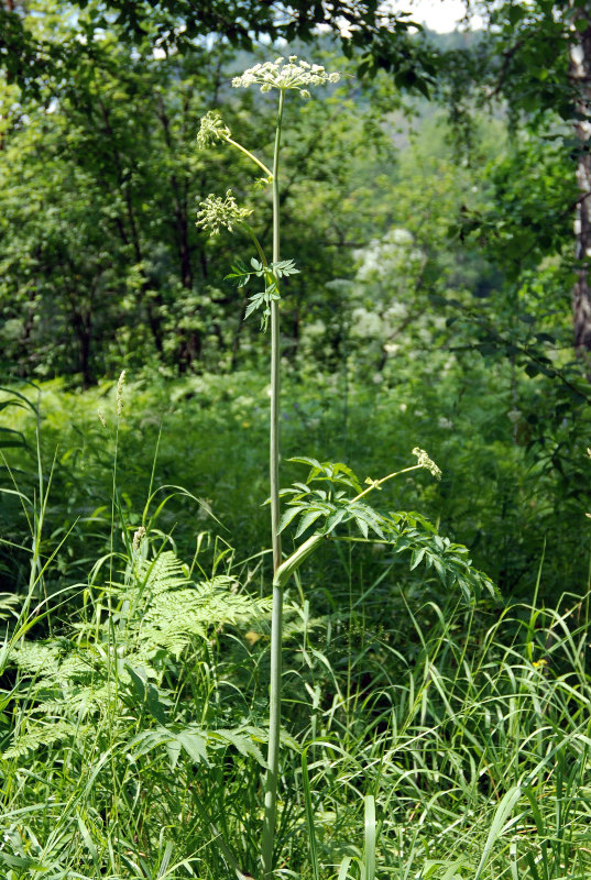 Image of Angelica sylvestris specimen.