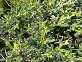 Anthyllis hermanniae. Часть зацветающего растения. Греция, п-ов Пелопоннес, окр. г. Катаколо. 12.04.2014.