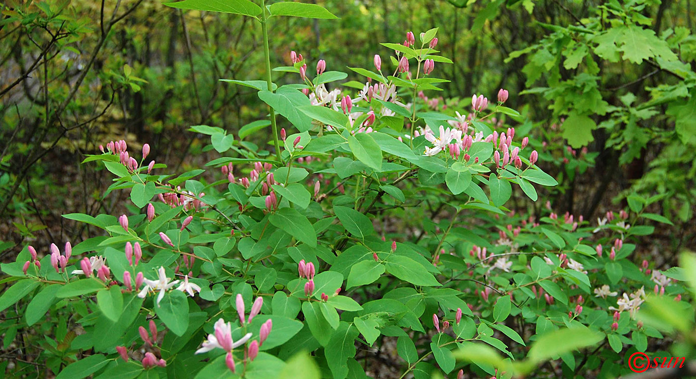 Image of Lonicera tatarica specimen.