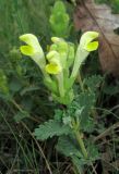 Scutellaria orientalis