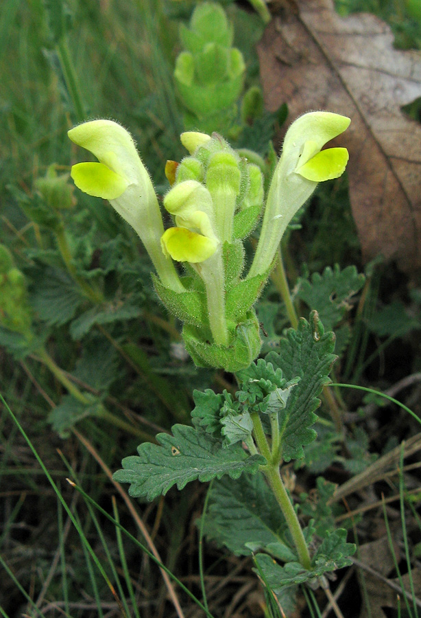 Изображение особи Scutellaria orientalis.