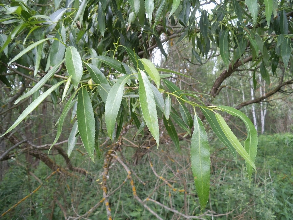 Image of genus Salix specimen.