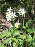 Anemonastrum protractum