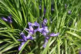Iris ruthenica