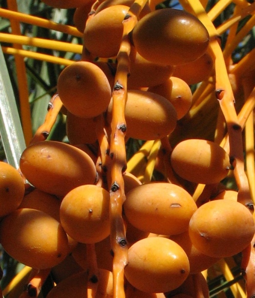 Image of Phoenix canariensis specimen.