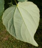 Idesia polycarpa. Нижняя сторона листа. Германия, г. Дюссельдорф, Ботанический сад университета. 04.05.2014.