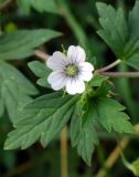 Geranium sibiricum. Цветок и листья. Ярославль, Петропавловский парк. 25 июля 2010 г.