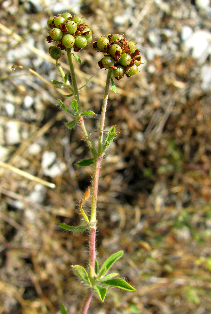Image of Dorycnium herbaceum specimen.