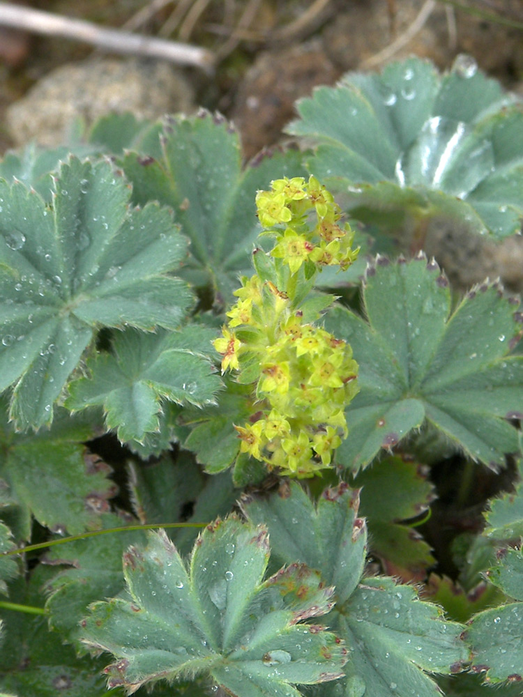 Изображение особи Alchemilla caucasica.