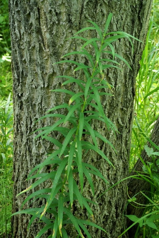 Image of Polygonatum stenophyllum specimen.