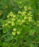 Euphorbia procera