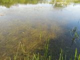 род Potamogeton