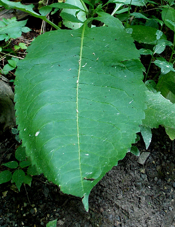 Image of Dipsacus pilosus specimen.
