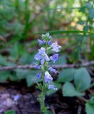 Veronica officinalis