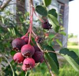 Amelanchier spicata