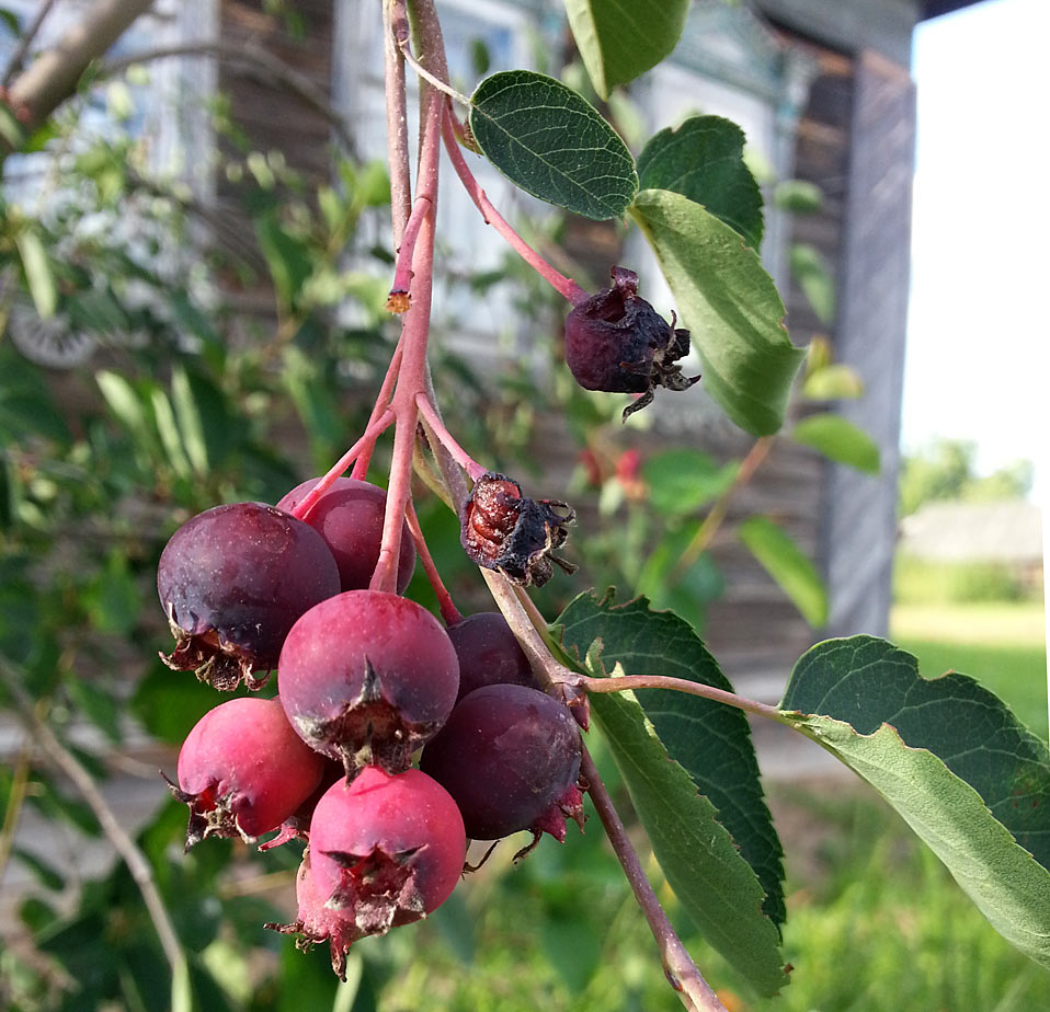 Image of Amelanchier spicata specimen.