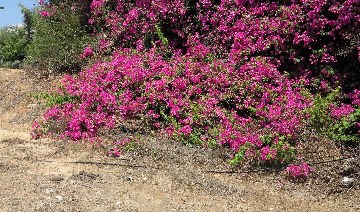 Image of genus Bougainvillea specimen.