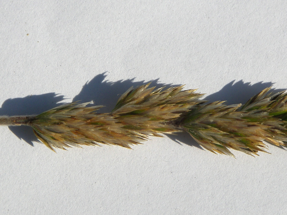 Image of Koeleria albovii specimen.