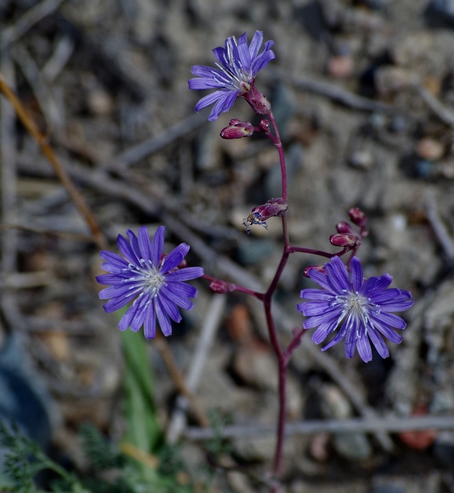 Image of Lactuca tatarica specimen.