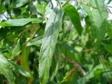 Epilobium hirsutum