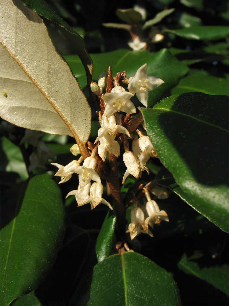 Image of Elaeagnus &times; submacrophylla specimen.