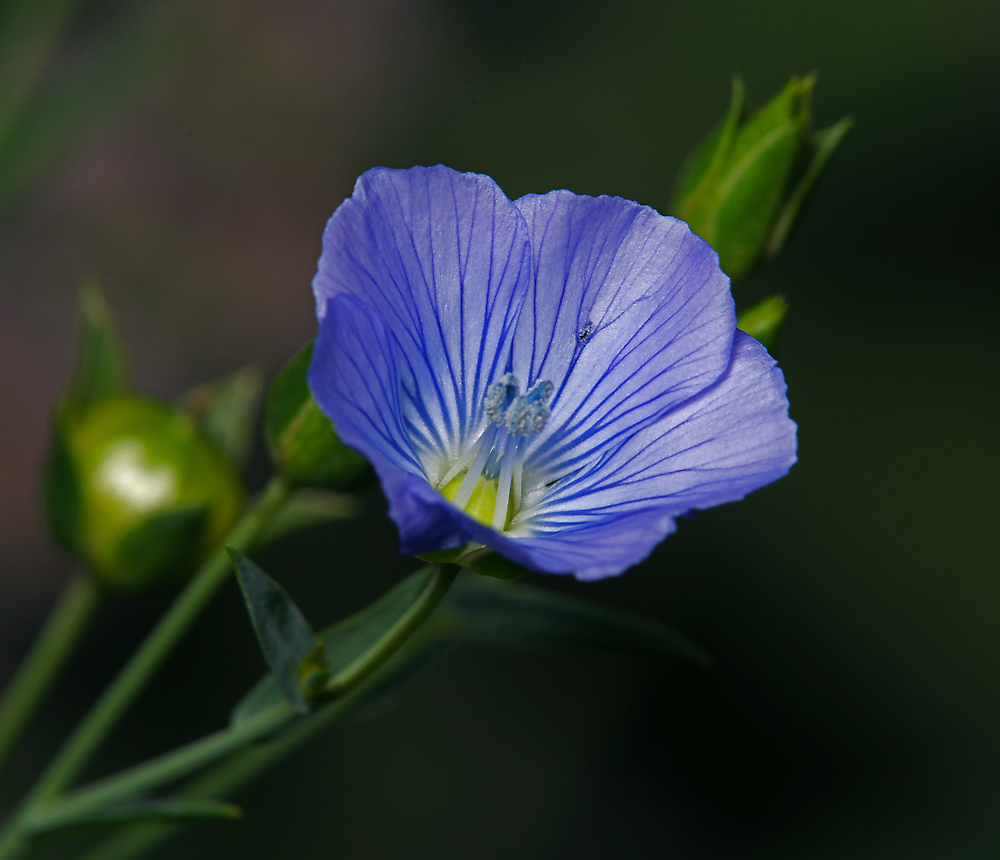 Изображение особи род Linum.