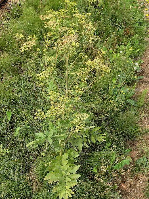 Image of Pastinaca sativa specimen.