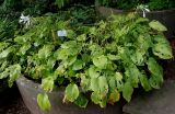 Hosta variety japonica