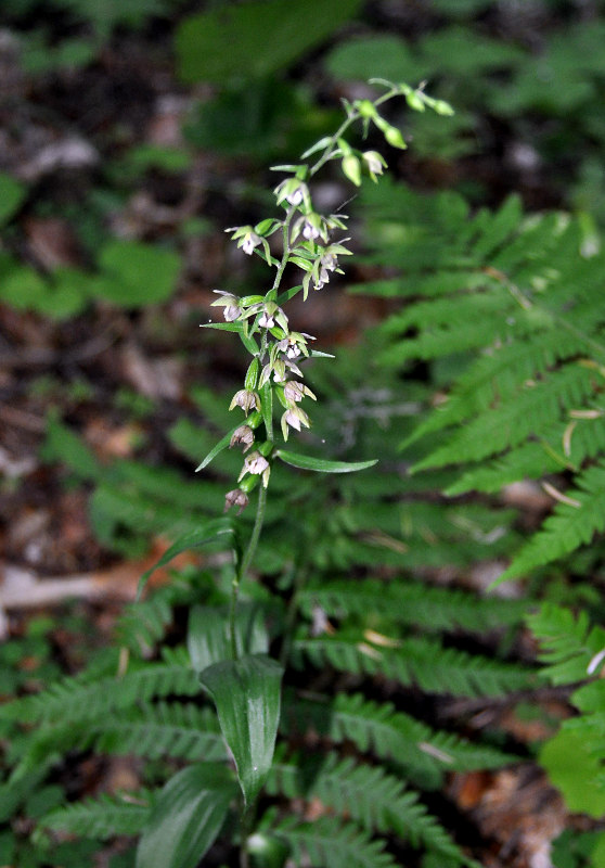 Изображение особи Epipactis helleborine.