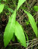 Saussurea parviflora. Листья прикорневой розетки. Томская обл., окр. г. Томск. 03.08.2009.