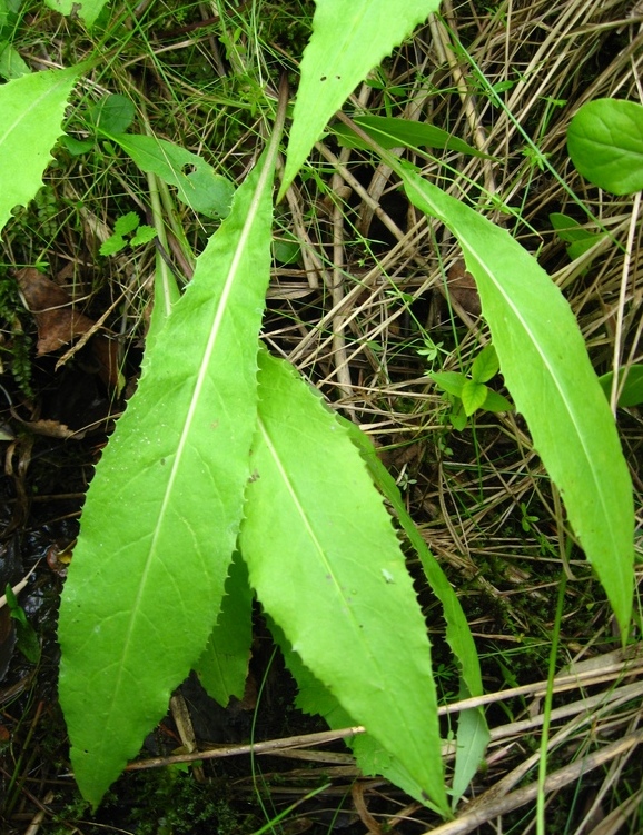 Изображение особи Saussurea parviflora.