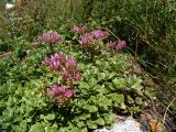 Sedum spurium